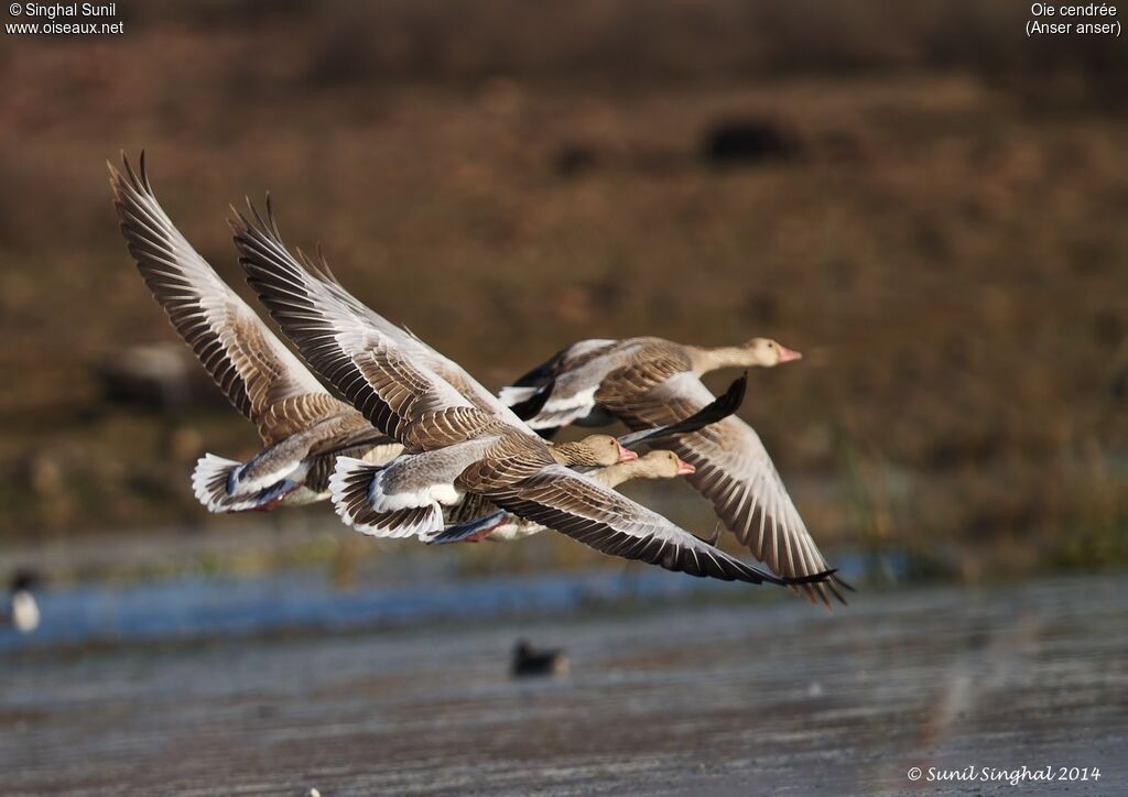 Greylag Gooseadult, Flight