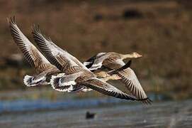 Greylag Goose