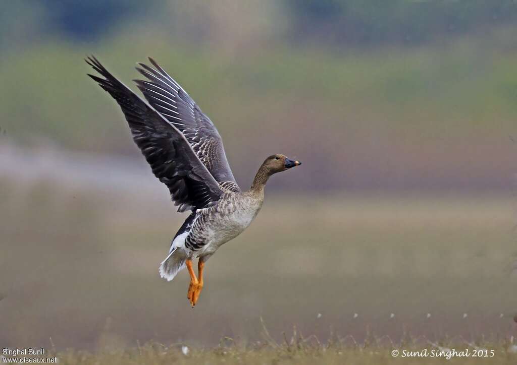 Taiga Bean Gooseadult, Flight