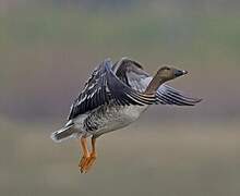 Taiga Bean Goose