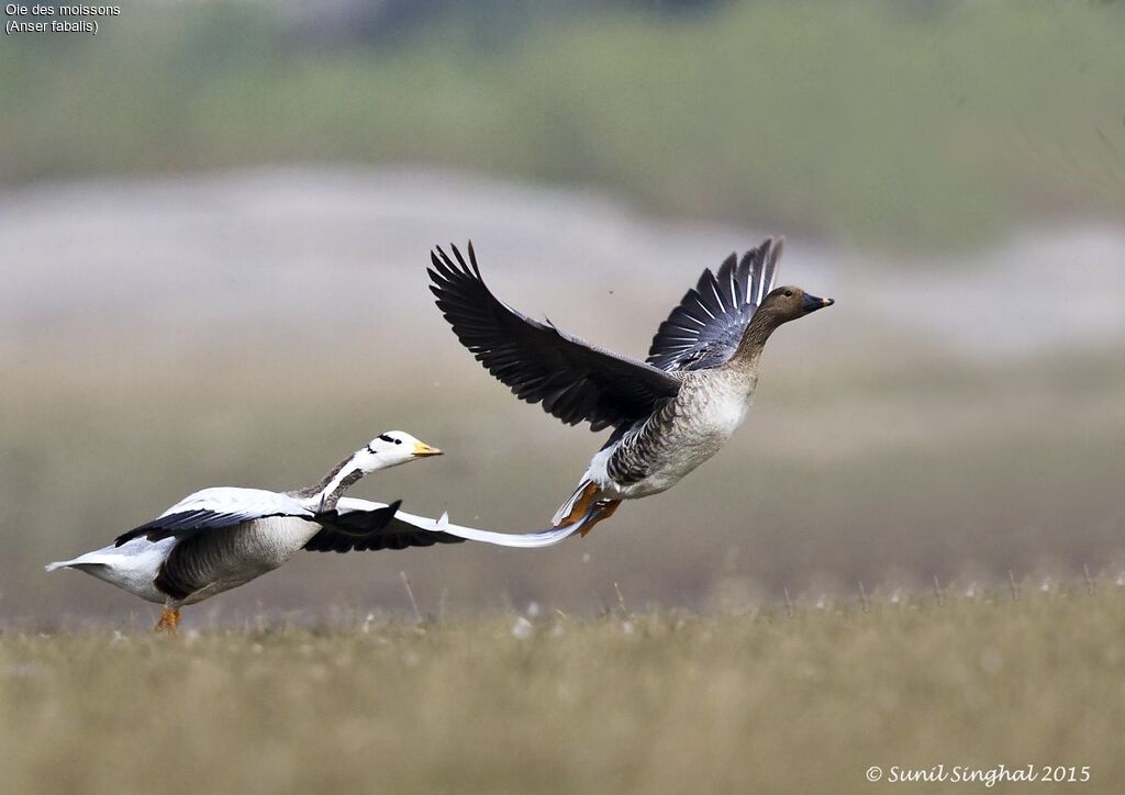 Taiga Bean Gooseadult, Flight