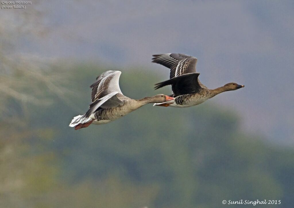 Taiga Bean Gooseadult, Flight