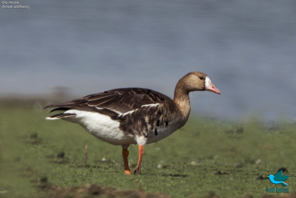 Greater White-fronted Goose, identification