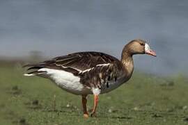 Greater White-fronted Goose