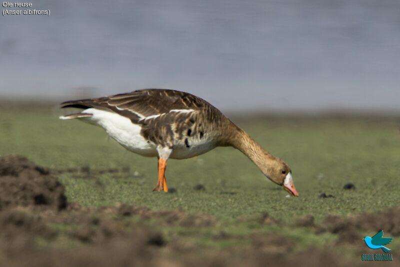 Greater White-fronted Goose, eats
