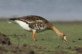 Greater White-fronted Goose