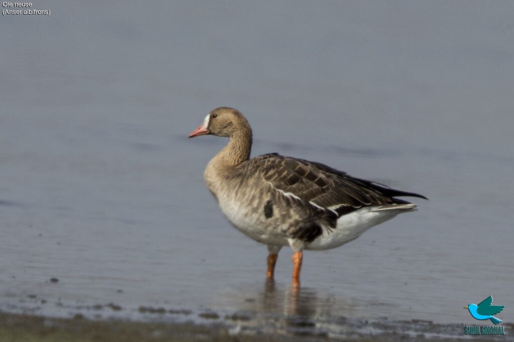 Greater White-fronted Goose