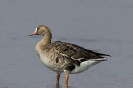 Greater White-fronted Goose