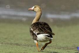 Greater White-fronted Goose