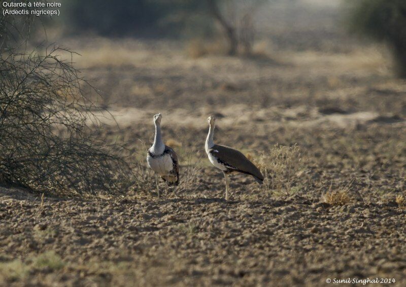 Great Indian Bustard , identification