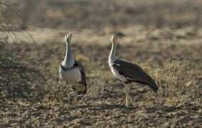 Great Indian Bustard