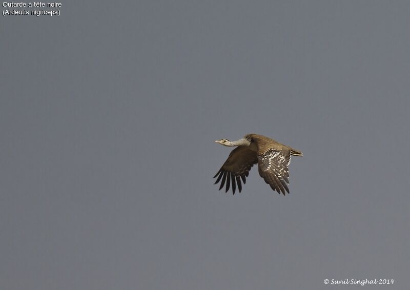 Great Indian Bustard, identification, Reproduction-nesting