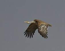 Great Indian Bustard