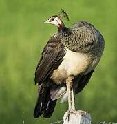 Indian Peafowl