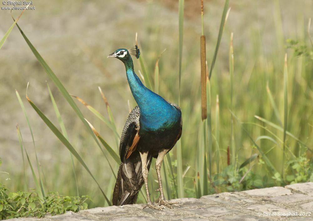 Indian Peafowl male adult, identification