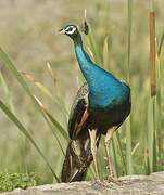 Indian Peafowl