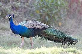 Indian Peafowl