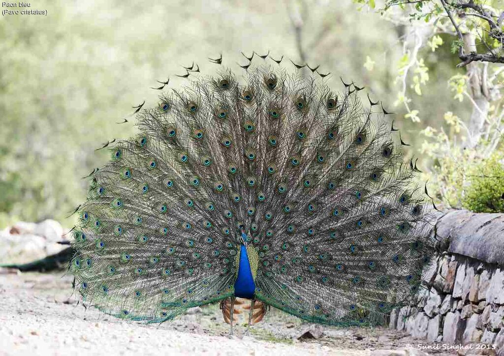 Paon bleu mâle adulte, identification, Comportement