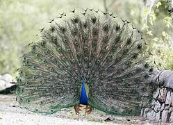 Indian Peafowl