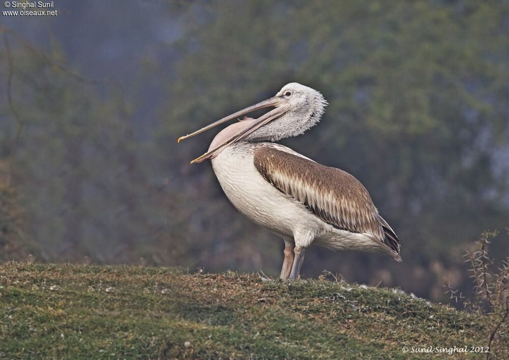 Spot-billed Pelicanadult, identification, Behaviour