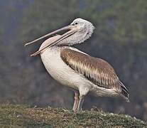 Spot-billed Pelican