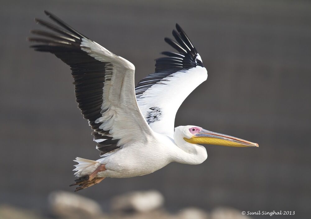 Great White Pelican