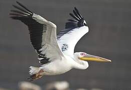 Great White Pelican