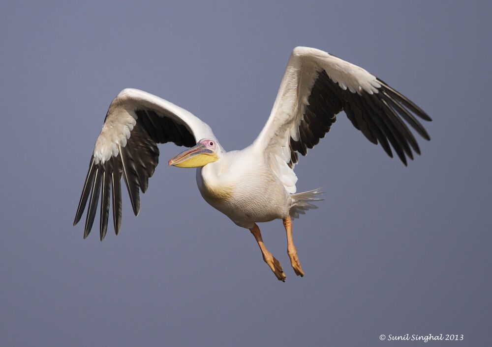 Great White Pelican