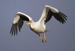 Great White Pelican