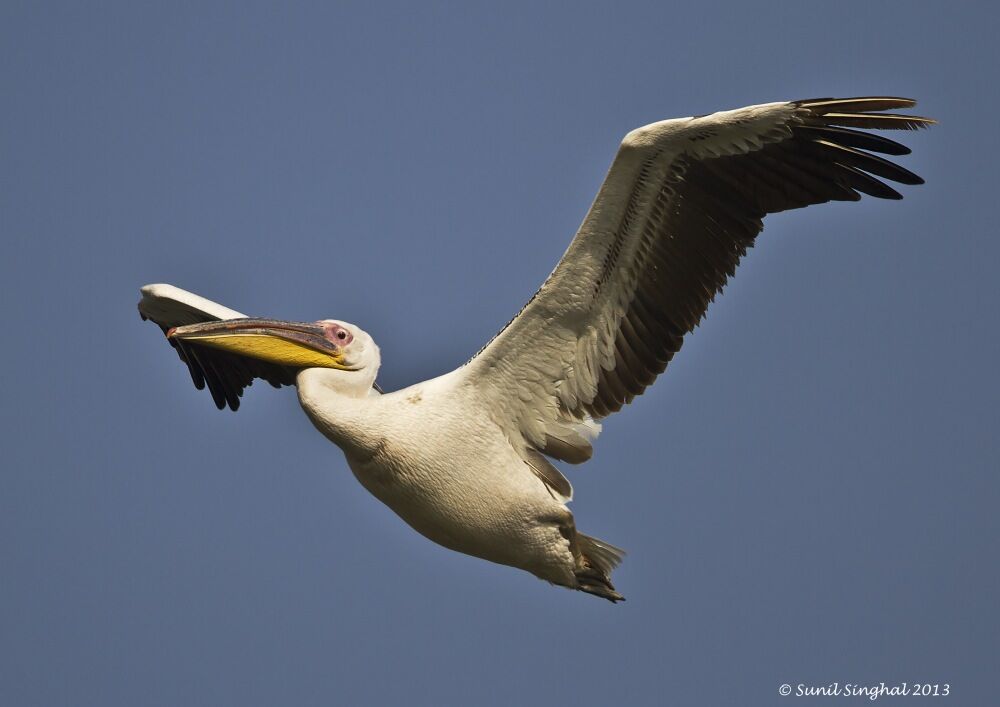 Great White Pelican