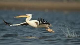 Great White Pelican