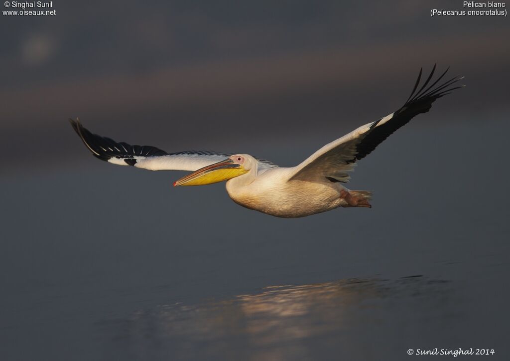 Great White Pelicanadult, Flight