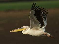 Great White Pelican