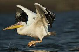 Great White Pelican