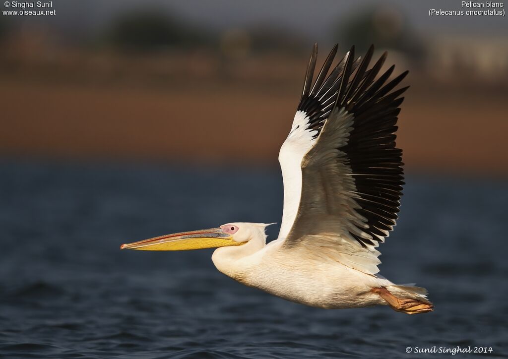 Great White Pelicanadult, Flight