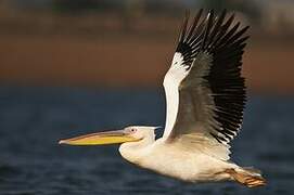 Great White Pelican