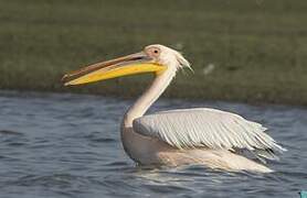 Great White Pelican