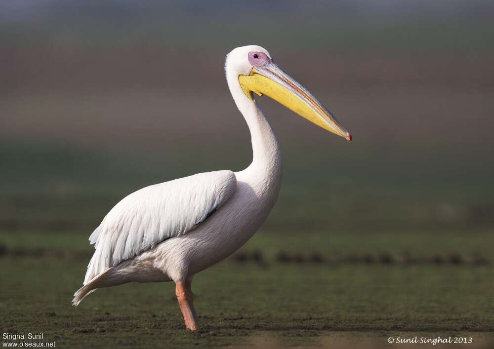 Pélican blancadulte, identification