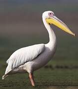 Great White Pelican