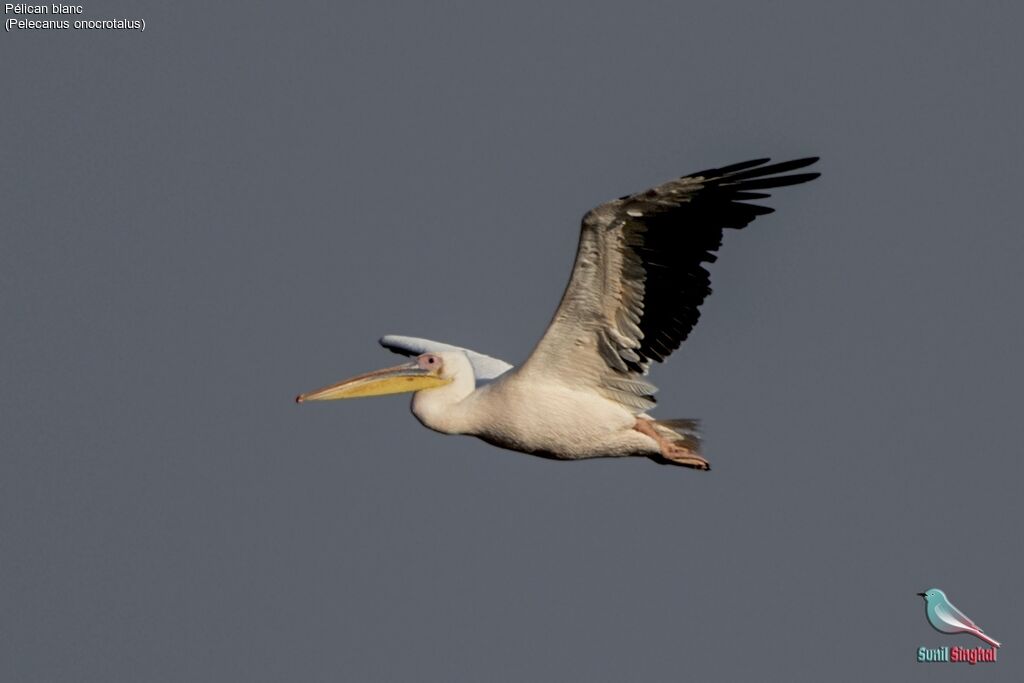 Great White Pelican, Flight