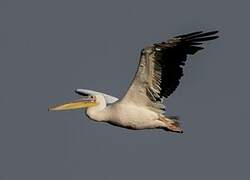 Great White Pelican