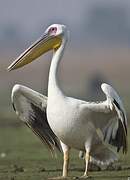 Great White Pelican