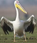 Great White Pelican