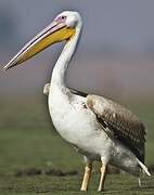 Great White Pelican