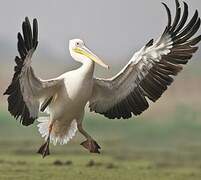 Great White Pelican