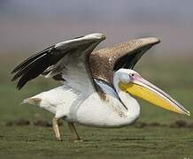 Great White Pelican