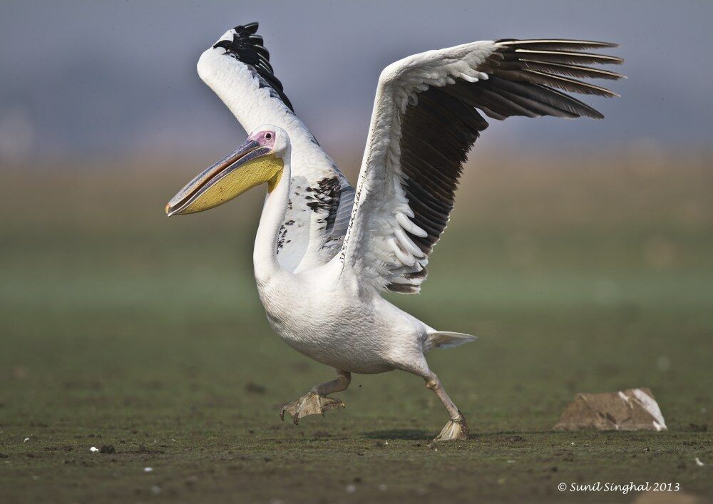 Great White Pelican