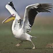 Great White Pelican