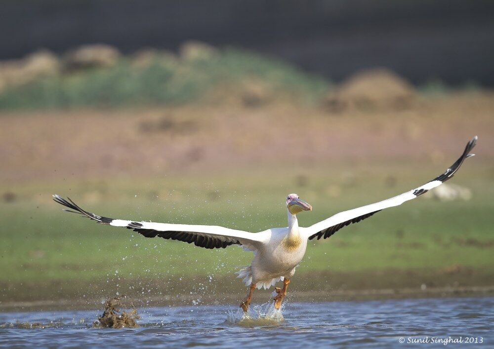 Great White Pelican