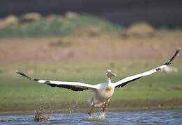 Great White Pelican